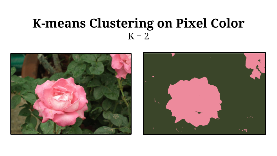 Example of k-means clustering on image pixels by color. K = 2. On the left, an image of a rose. On the right, a two color image where the pink of the rose has been segmented as a separate group from the green of the background.